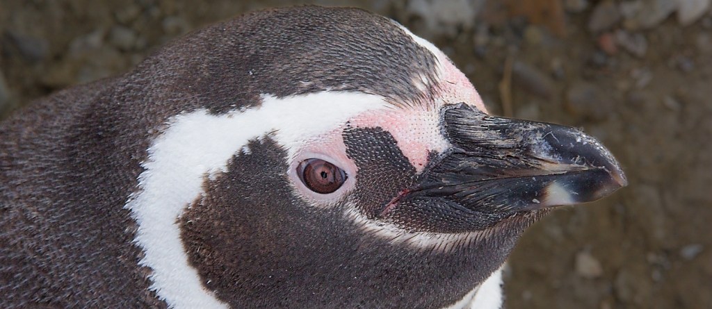 Fin Del Mundo&nbsp;(Casi)