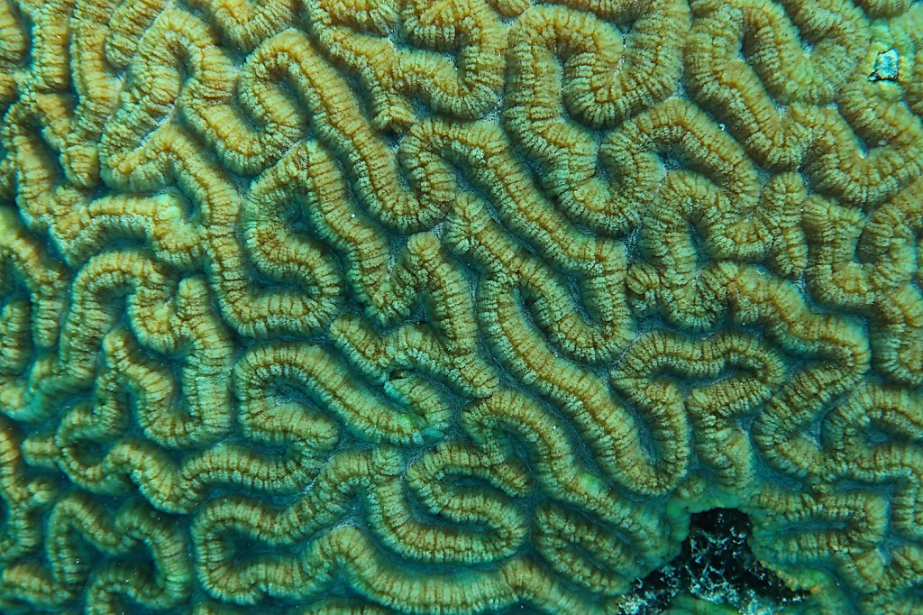 Oct 11: Giant&nbsp;Clam