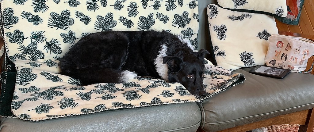 Oct 18th:Wags &&nbsp;Whines