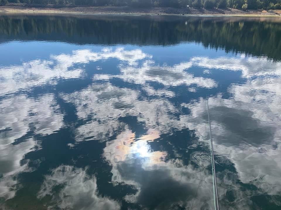 Lions, Tigers, and&nbsp;Bears