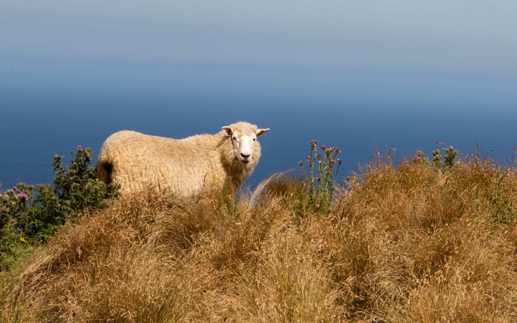 Around Dunedin (part&nbsp;2)