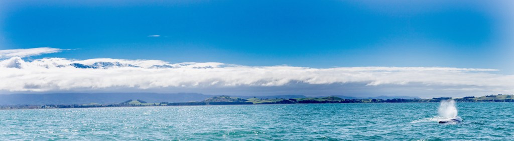 A Whale of a&nbsp;Tail