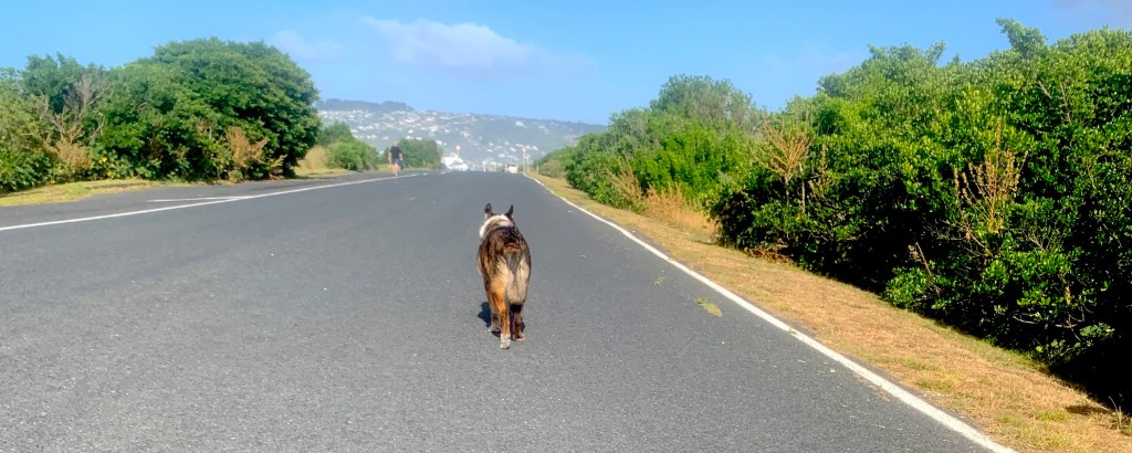 Dunedin — The Final&nbsp;Chapter