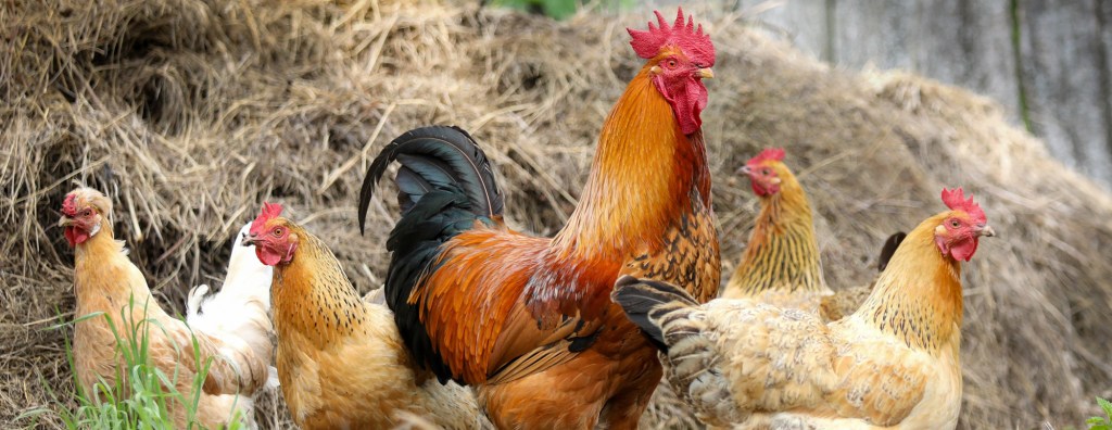 Over Friendly Chickens