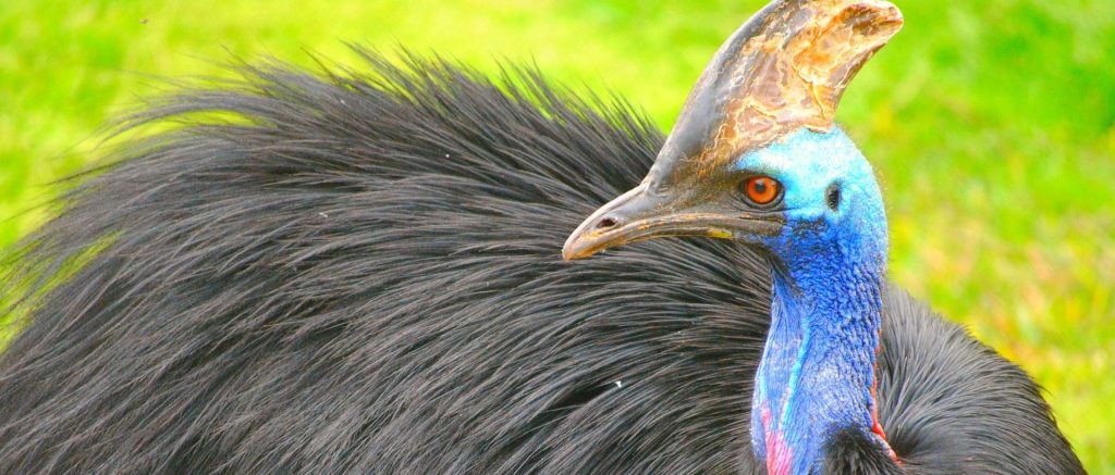 Oct 15th: Cassowary!&nbsp;Cassowary!