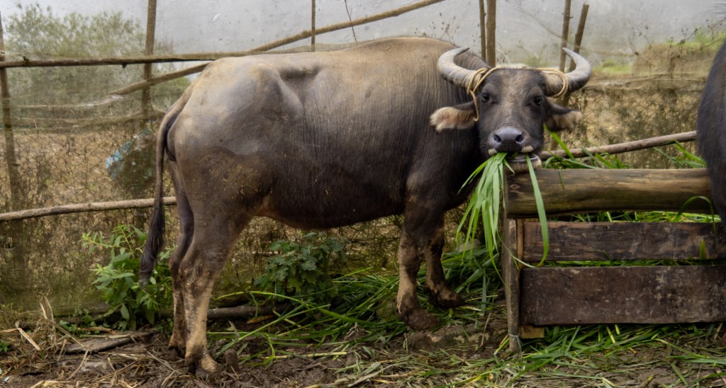 Sticky Rice and Pea&nbsp;Soup